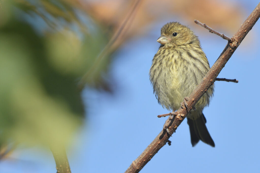 Serin cinijuvénile