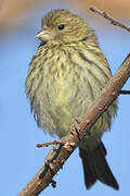 European Serin