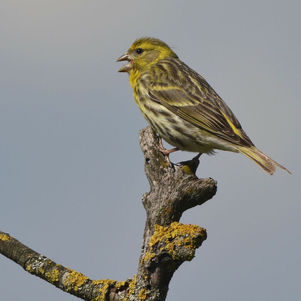 European Serin male adult, identification, song