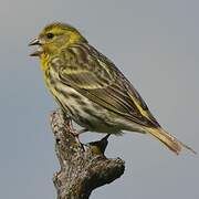 Serin cini