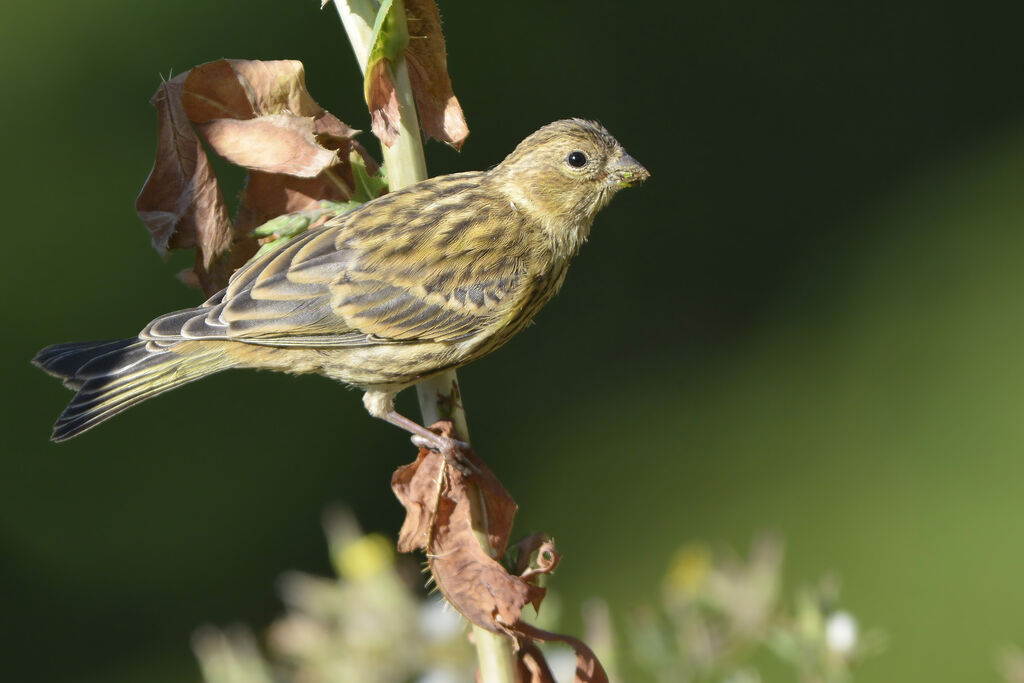 European Serinjuvenile, identification