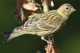 European Serin