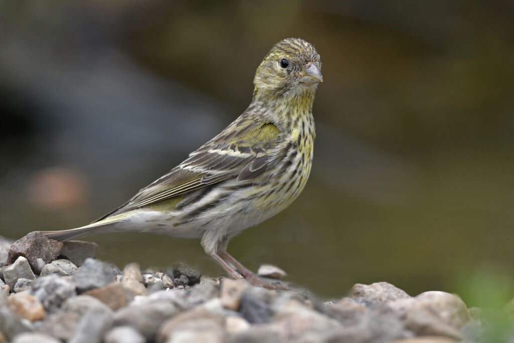 European Serin female adult breeding, identification