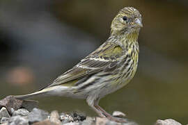 European Serin