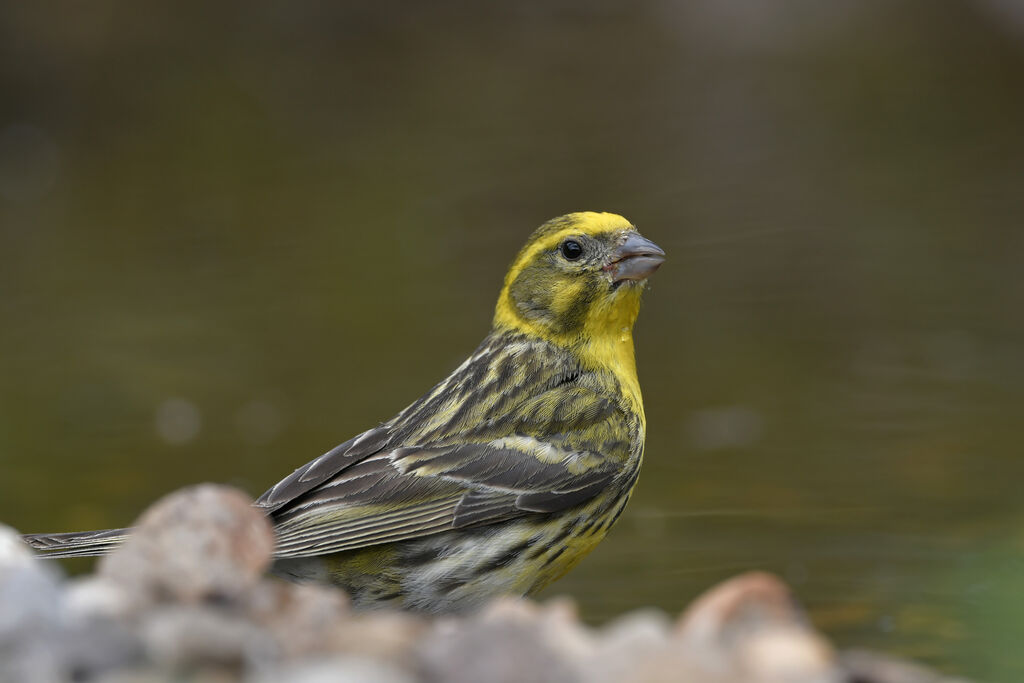 European Serin male adult breeding, identification