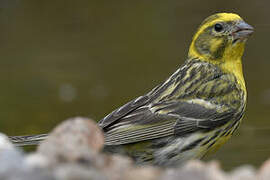 European Serin