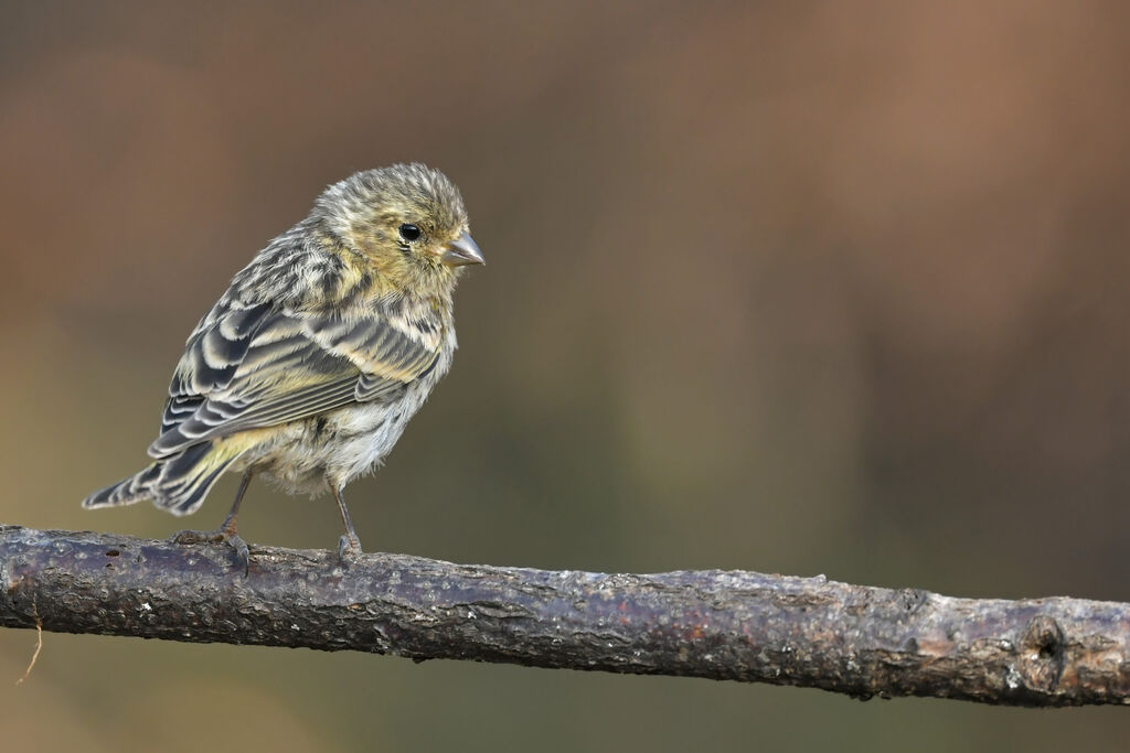 European Serinjuvenile, identification