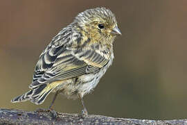 European Serin