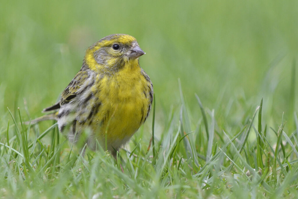 European Serin male adult, identification