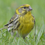 European Serin