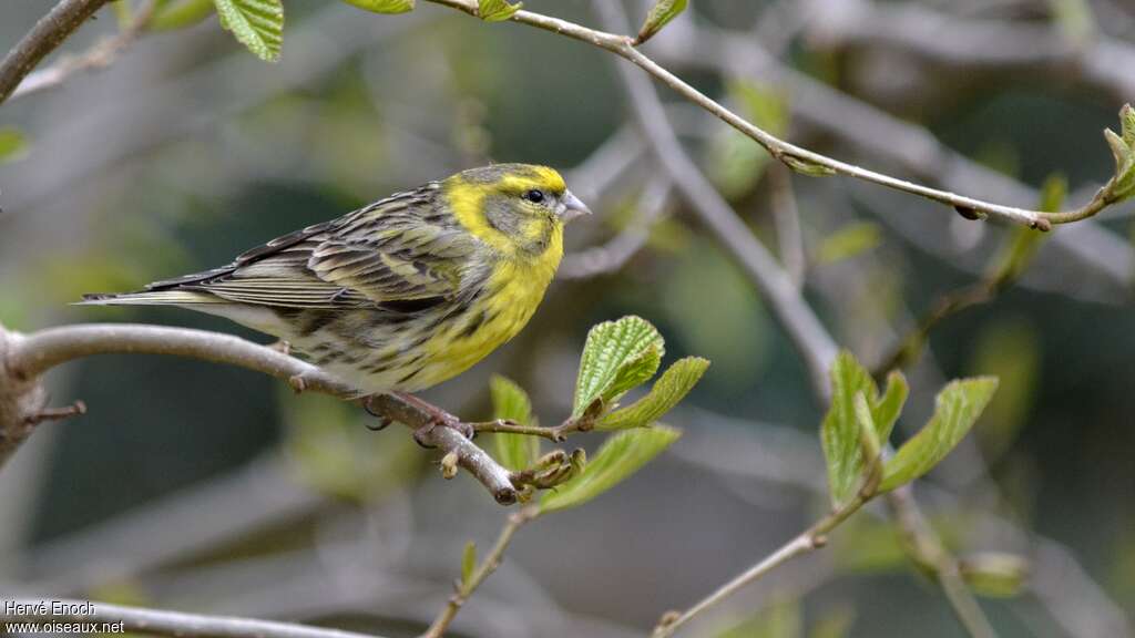 Serin cini mâle adulte, identification