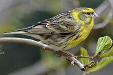 Serin cini