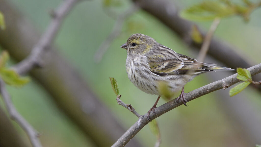 European Serin female adult, identification