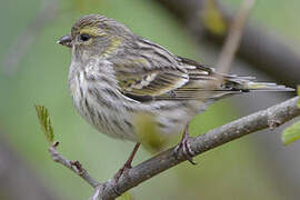 European Serin