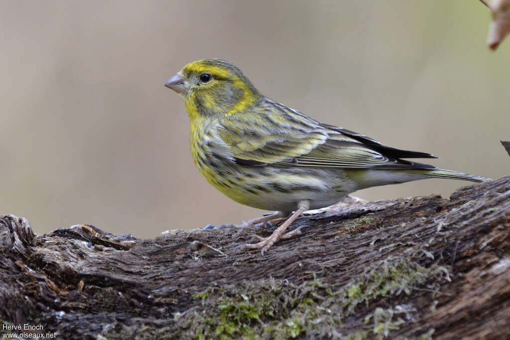 European Serin male adult, identification