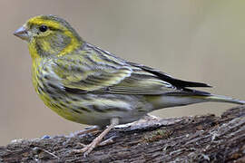 European Serin