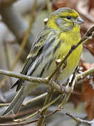 European Serin