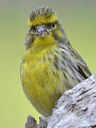 European Serin