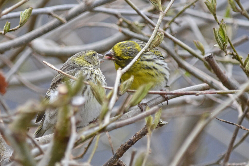 European Serin , Behaviour