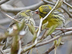 European Serin