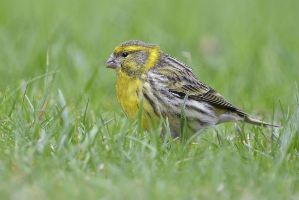 Serin cini mâle adulte, identification