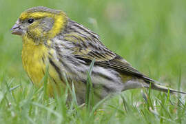 European Serin