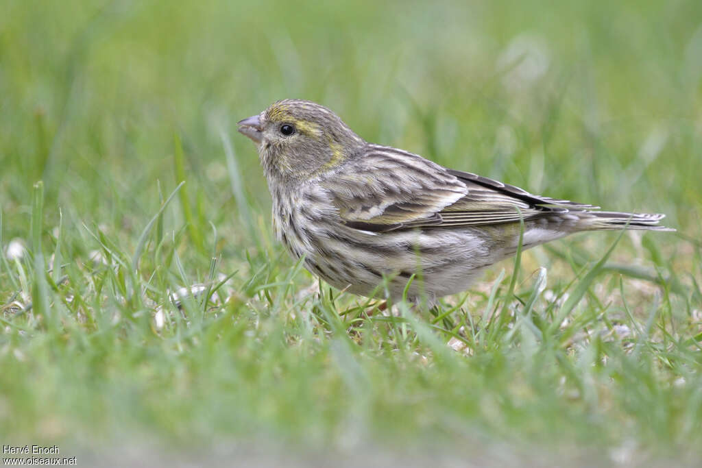 European Serin female adult, identification