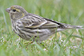 European Serin