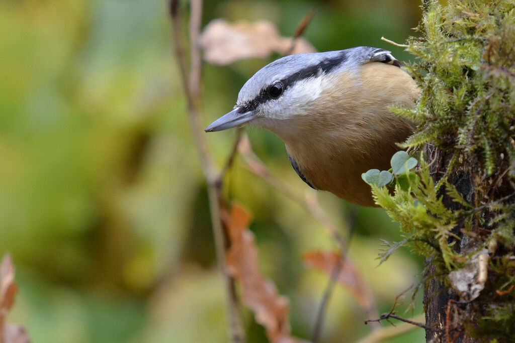 Eurasian Nuthatch