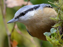 Eurasian Nuthatch