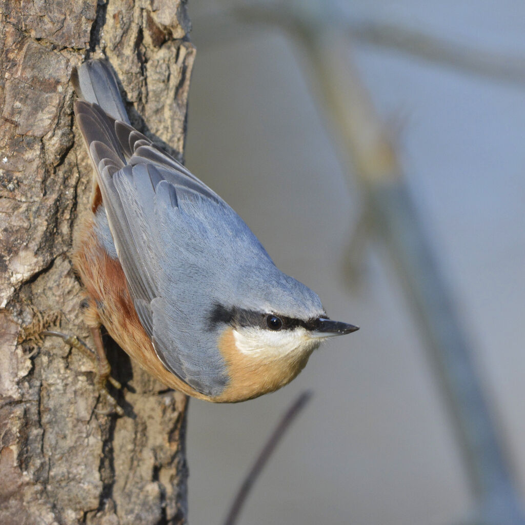 Eurasian Nuthatch, identification