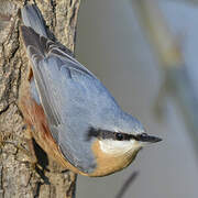 Eurasian Nuthatch