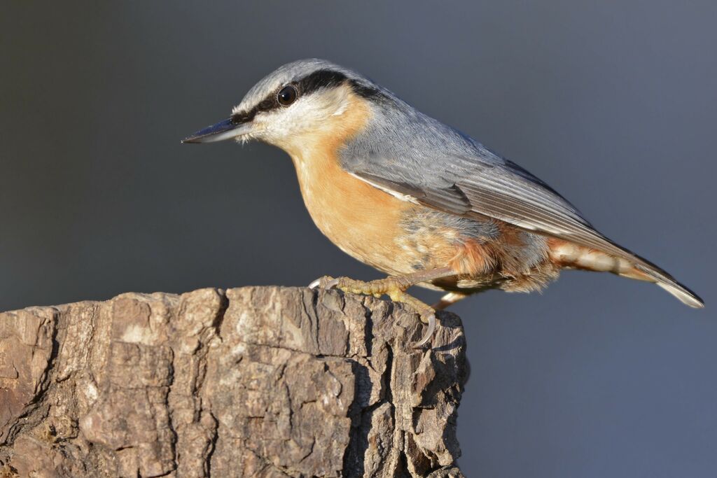 Eurasian Nuthatch, identification