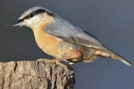 Eurasian Nuthatch