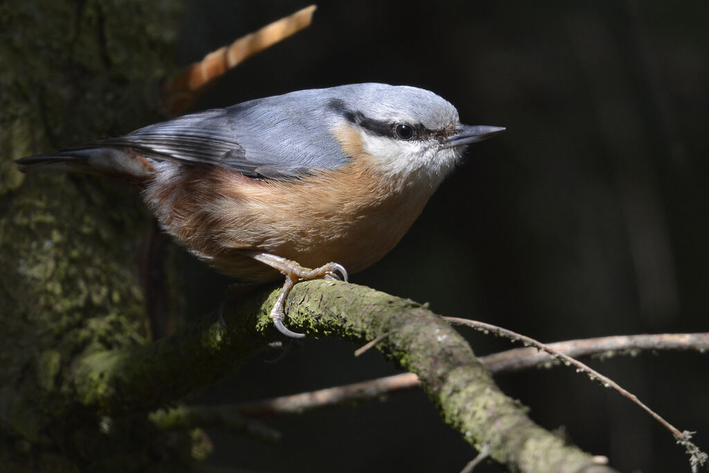 Eurasian Nuthatchadult, identification