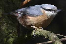 Eurasian Nuthatch