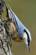 Eurasian Nuthatch