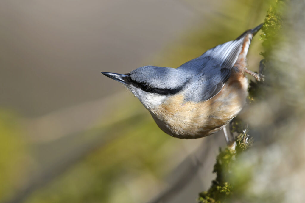 Eurasian Nuthatchadult, identification