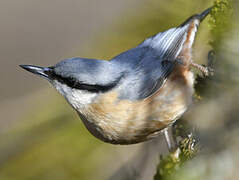 Eurasian Nuthatch