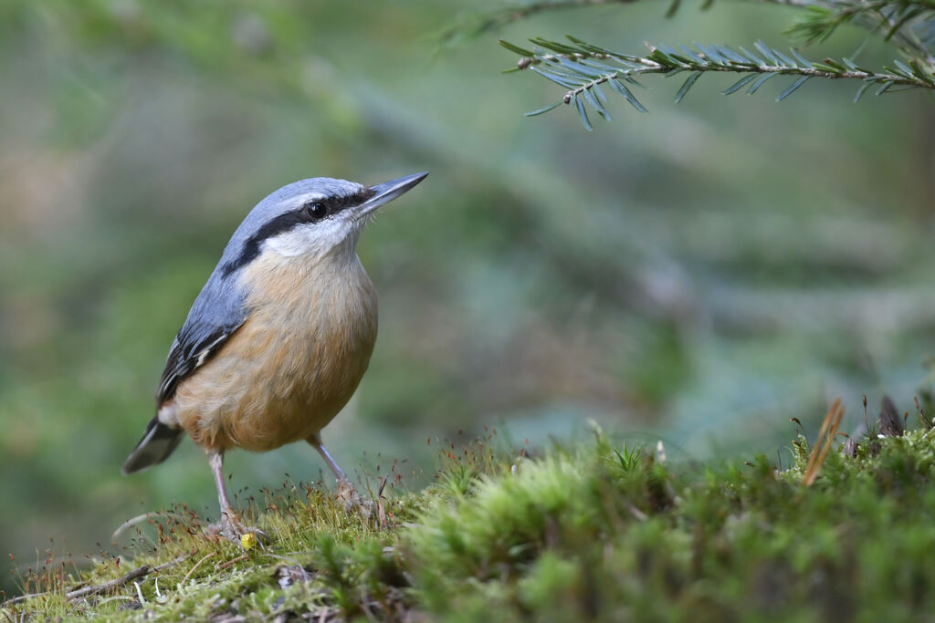 Eurasian Nuthatchadult, identification