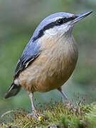 Eurasian Nuthatch