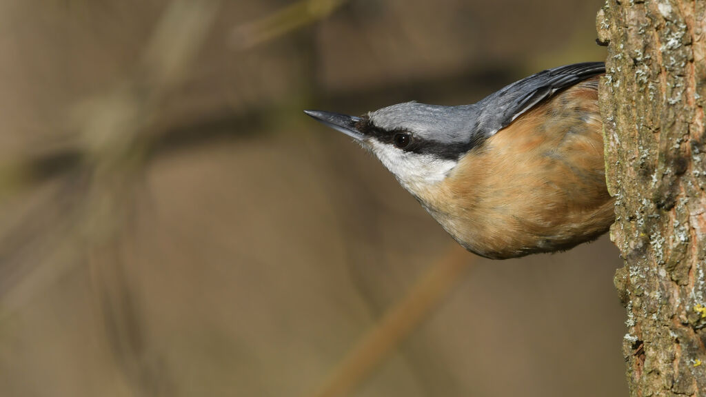 Eurasian Nuthatchadult, identification