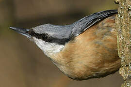 Eurasian Nuthatch