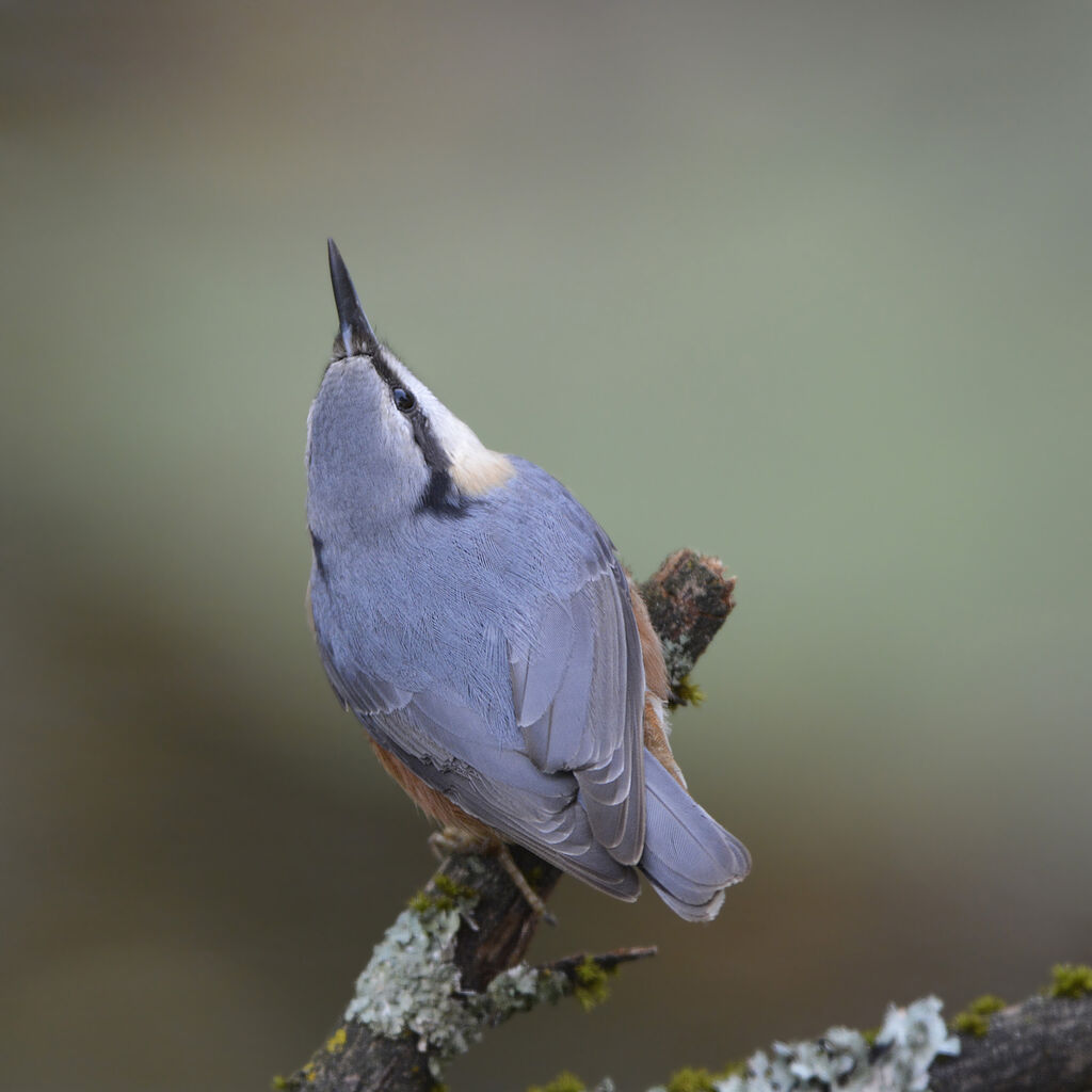 Eurasian Nuthatchadult, identification