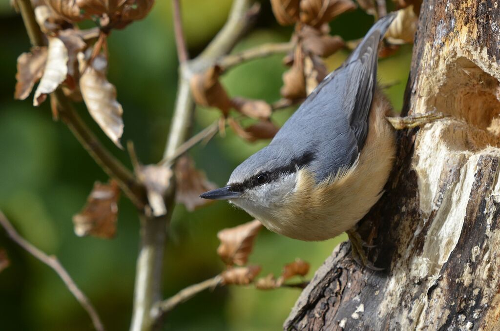 Eurasian Nuthatch, identification