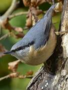 Eurasian Nuthatch