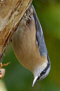 Eurasian Nuthatch