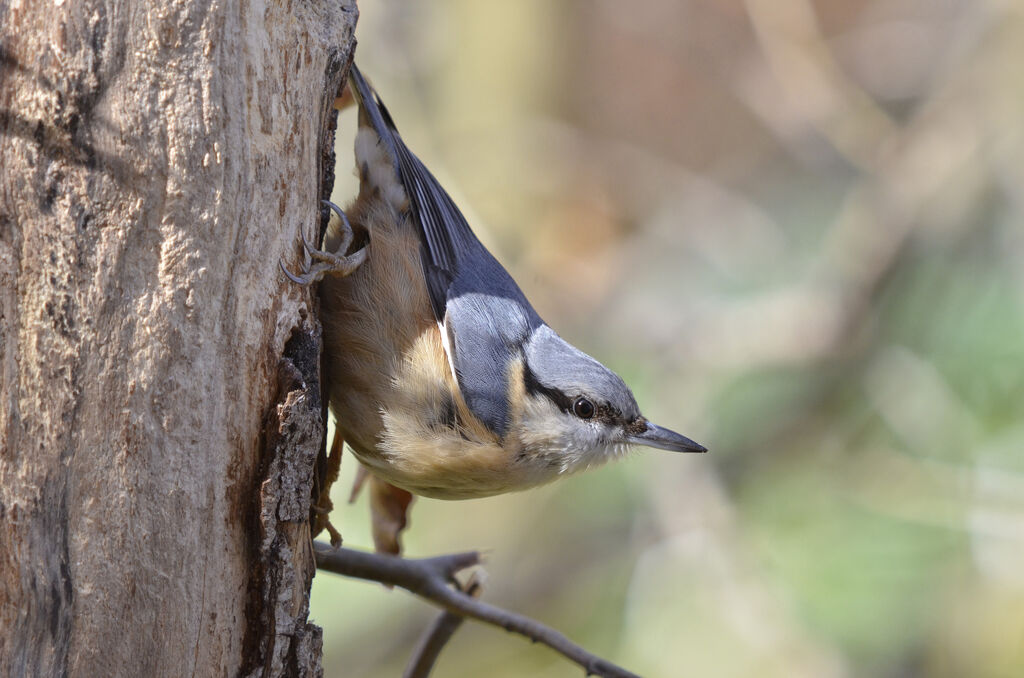 Eurasian Nuthatch, Behaviour