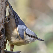 Eurasian Nuthatch