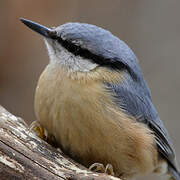 Eurasian Nuthatch